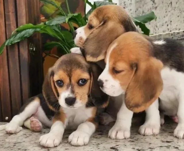 Beagle excelente companhia