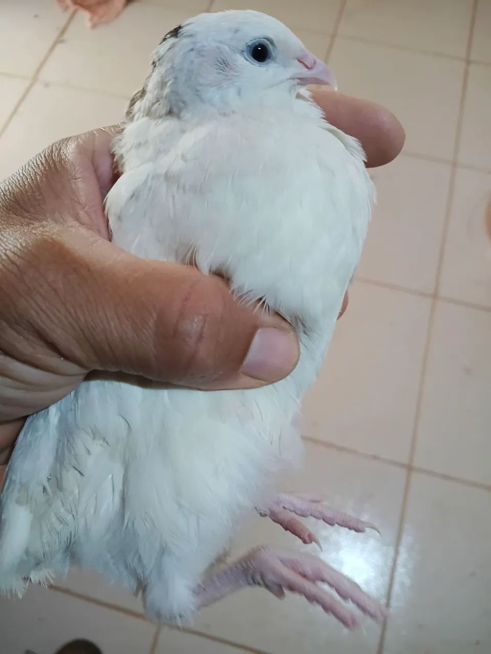 Vendo lindas codornas gigantes 15 reais a unidade , já em postura , são novas.