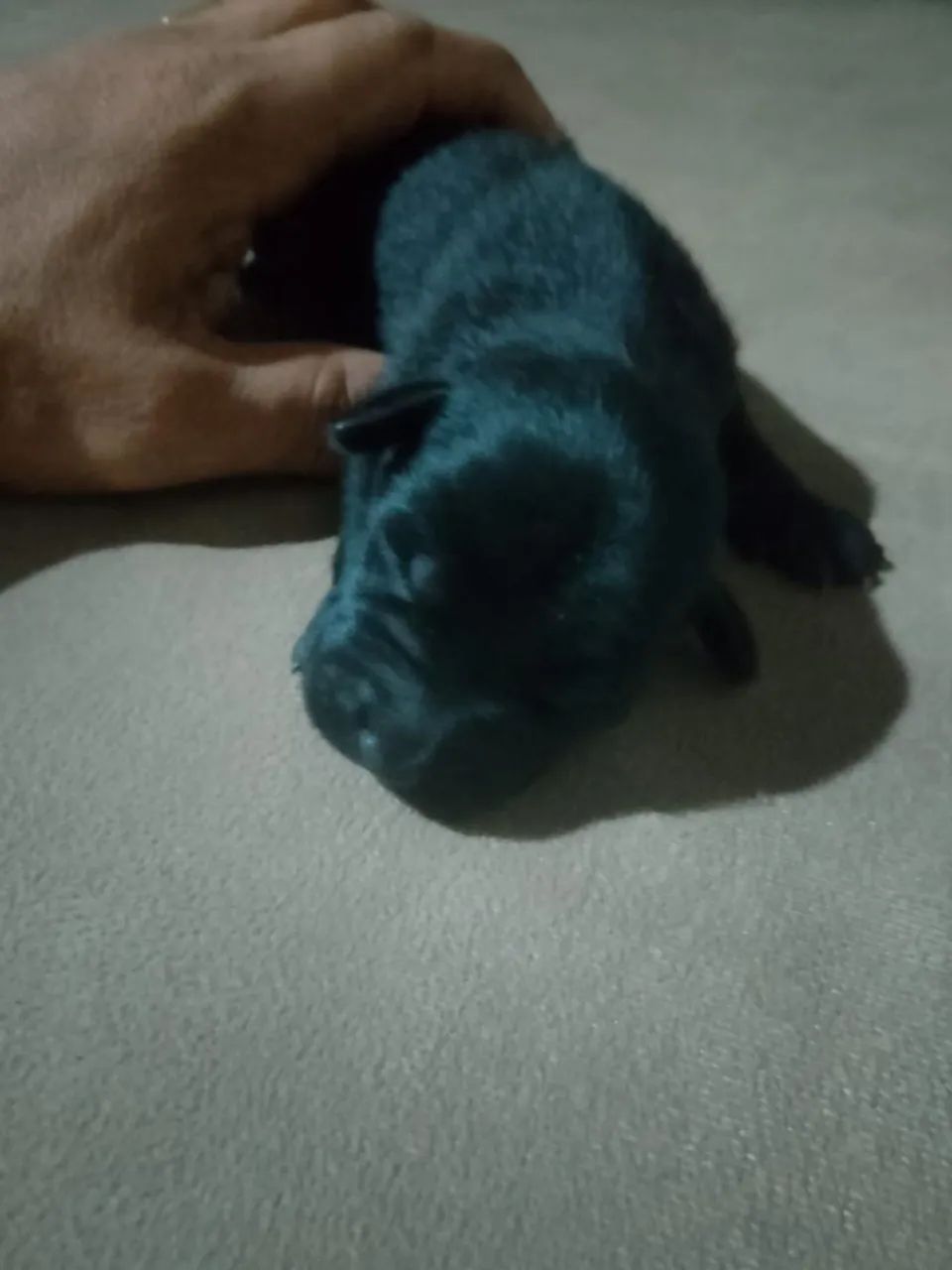 Doação de cachorrinhos 