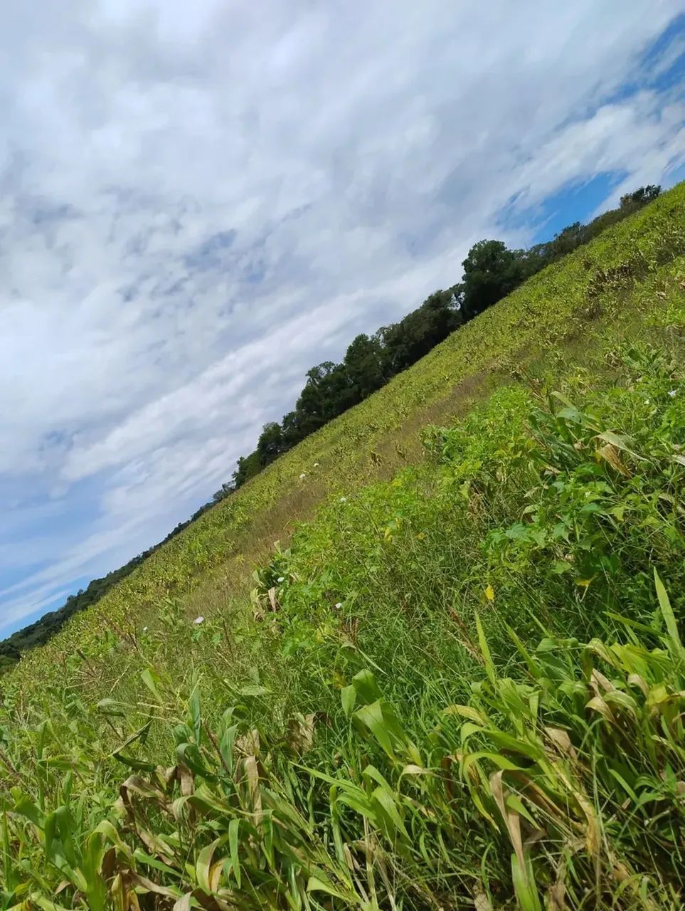 Pré-Lançamento de Terrenos em Ibiúna com Condições Especiais - Foto 15