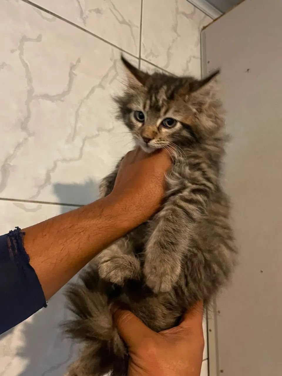Maine Coon