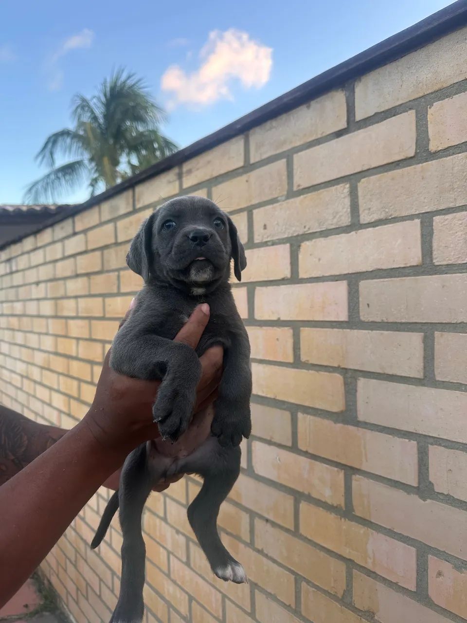 Filhotes de Cane Corso - Foto 4