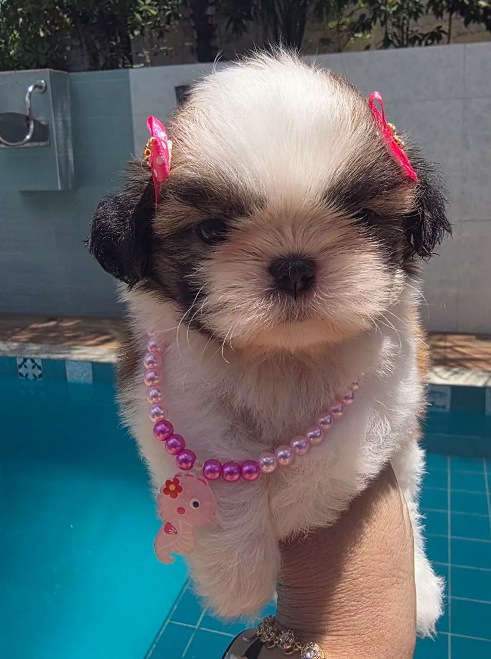 Shih tzu fêmea e macho disponível..