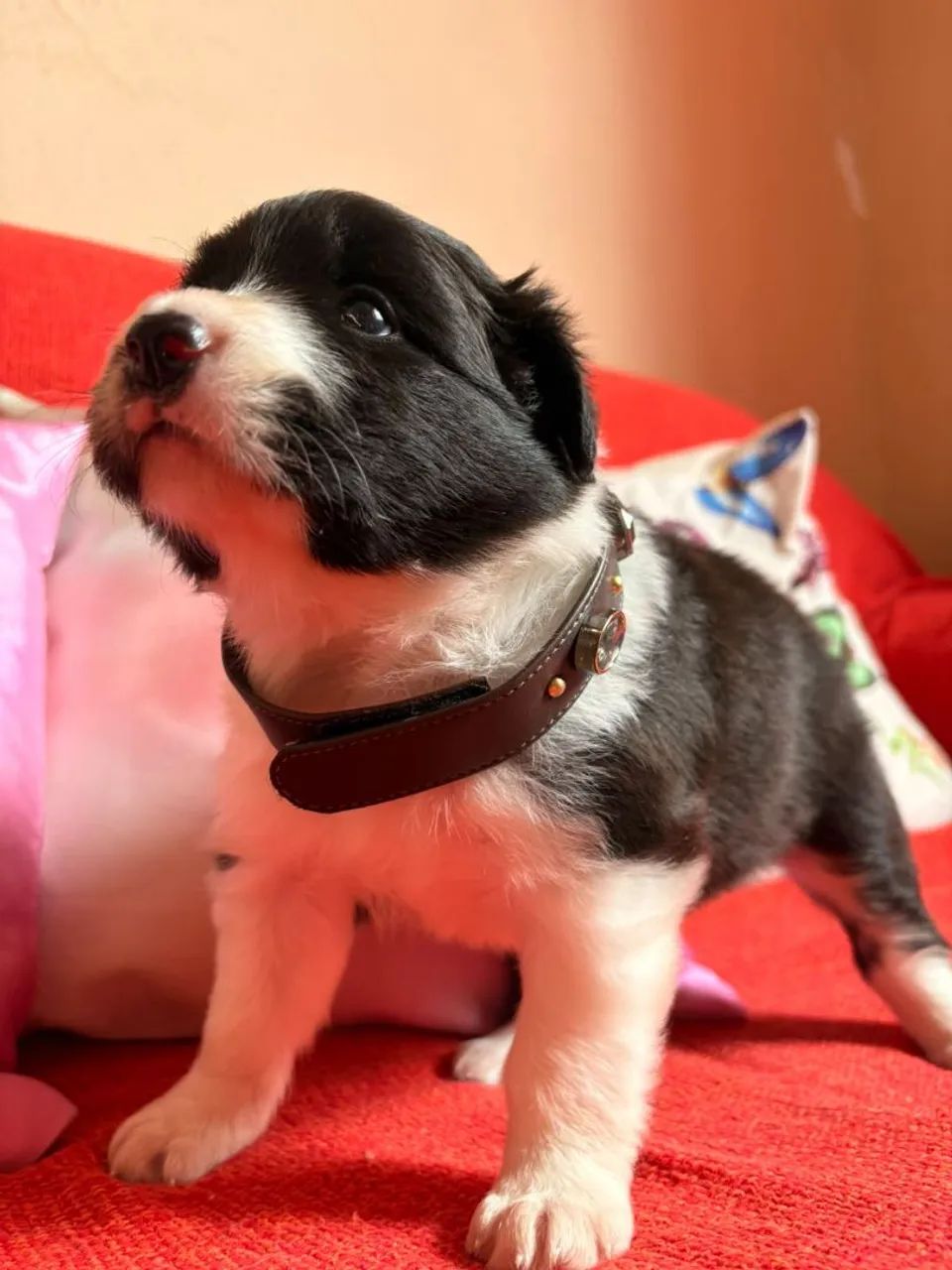 Filhotes de Border Collie  - Foto 4