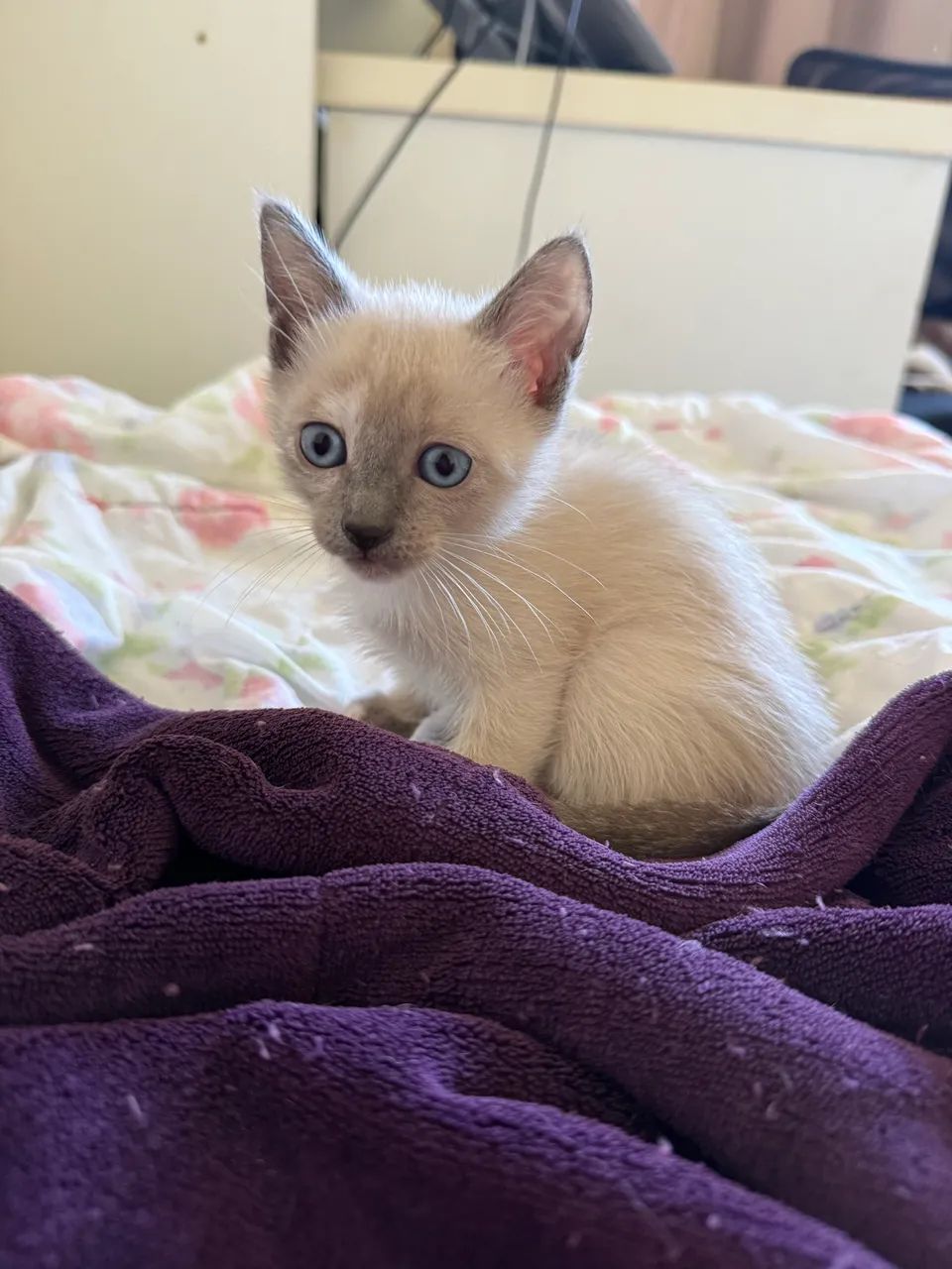 Doação de 2 gatinhas  - Foto 5