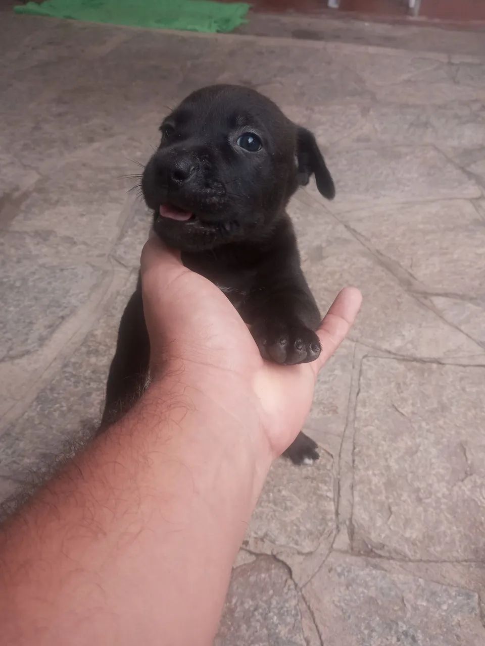 Cachorros para doar - Foto 2