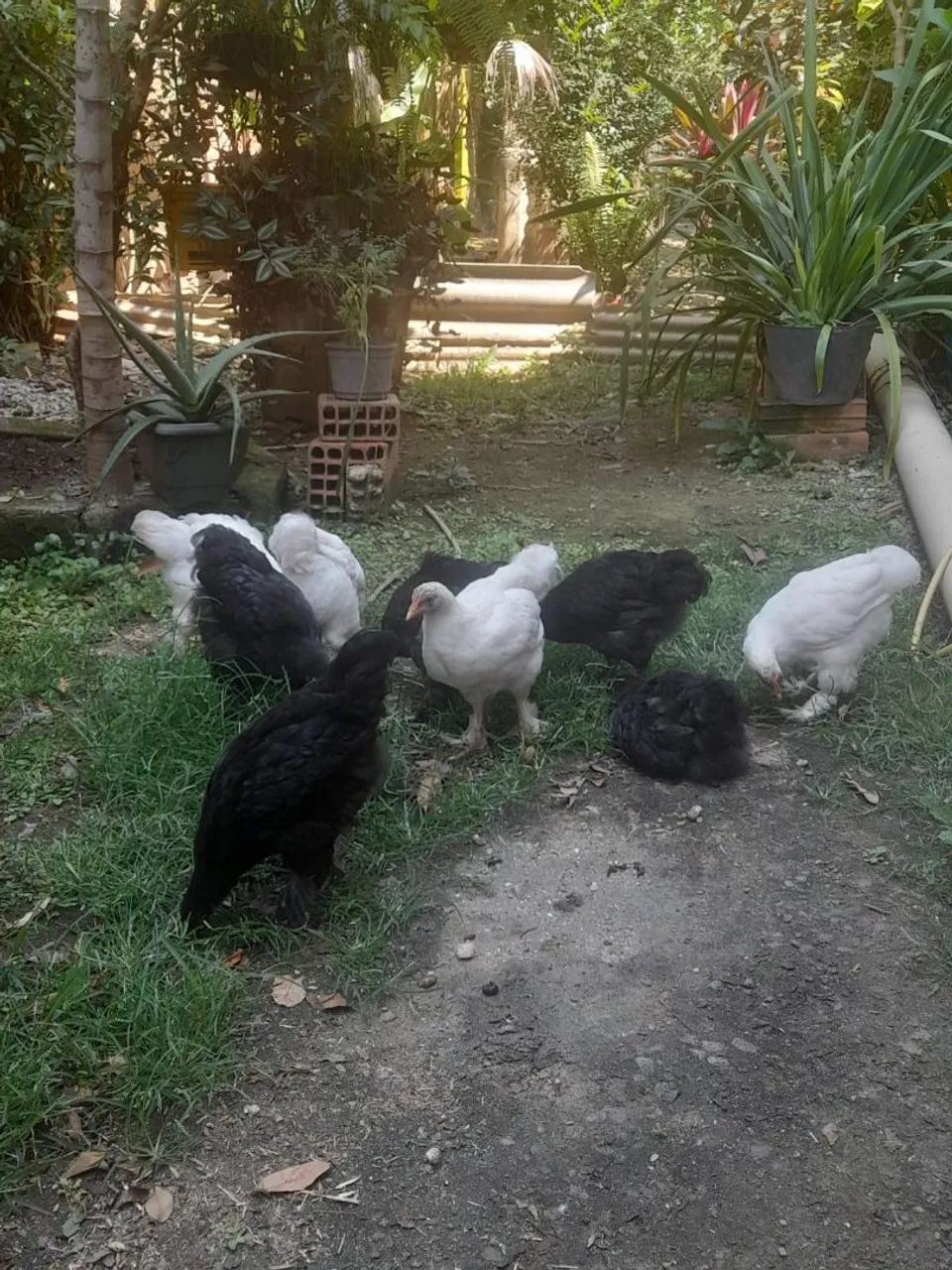 Frangos e frangas raças Brahma e carijó  - Foto 2