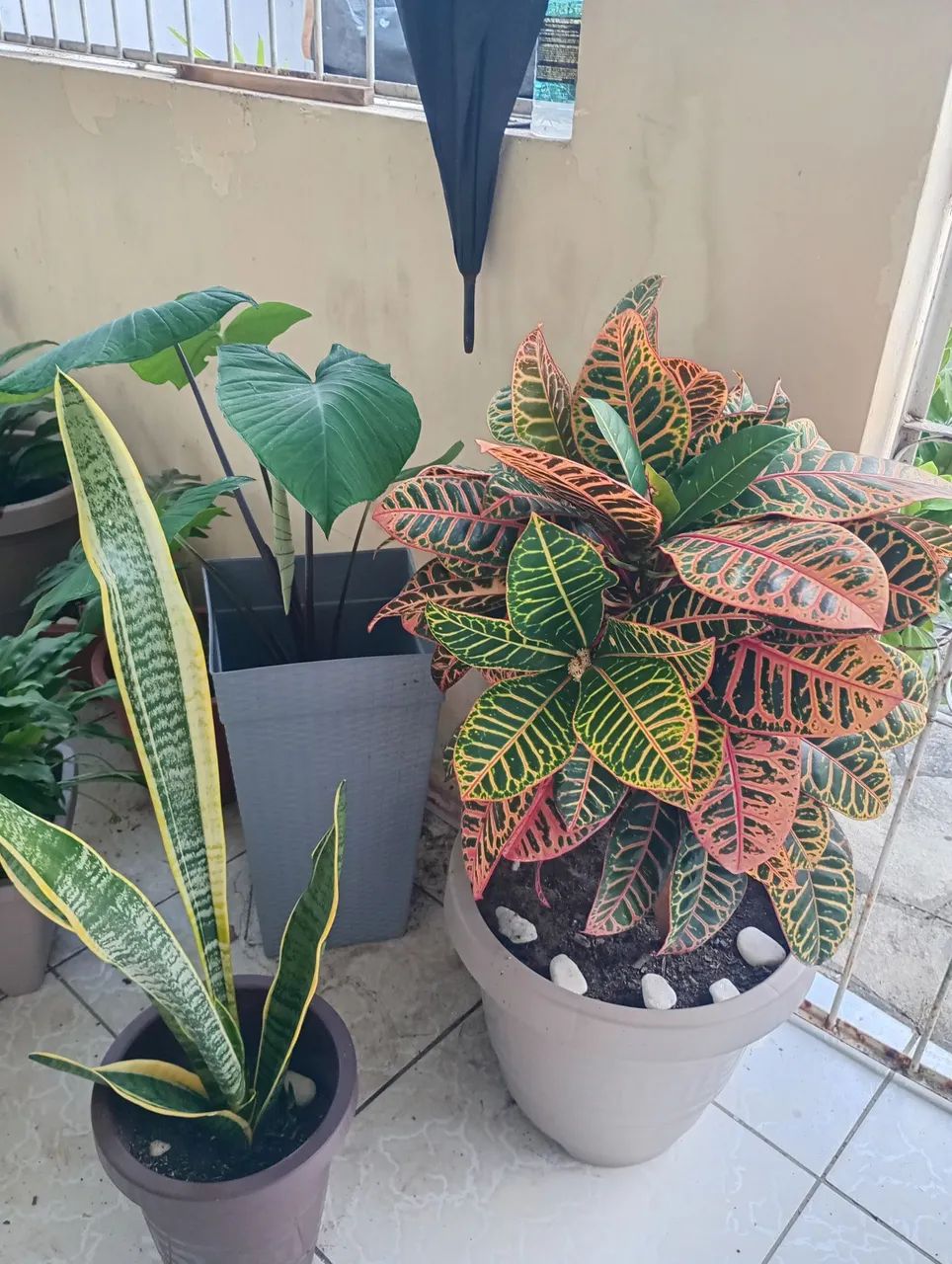 Lindas plantas naturais - Foto 5