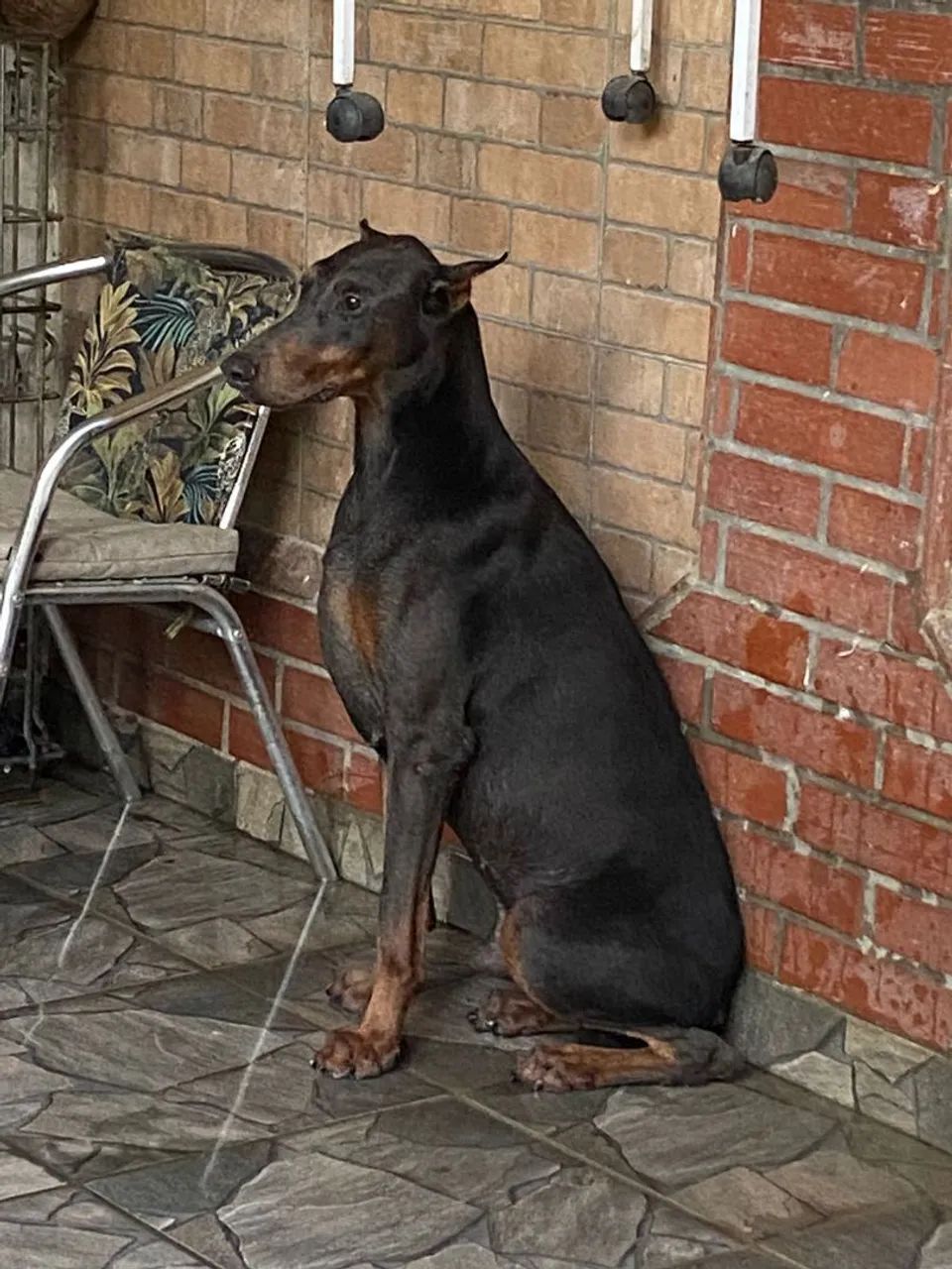 Doberman 