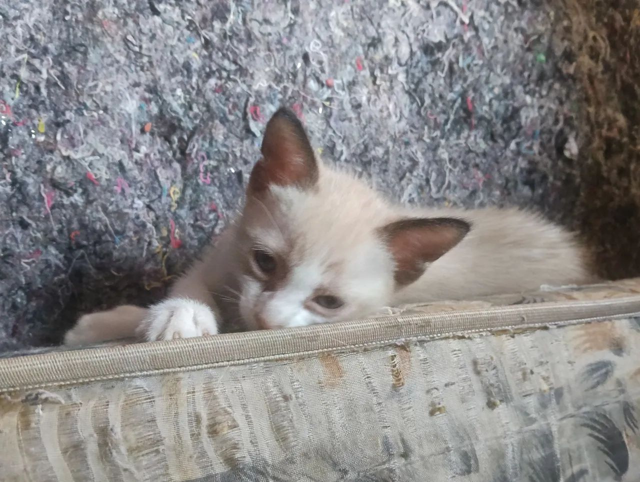 Doação de Gato - Foto 3