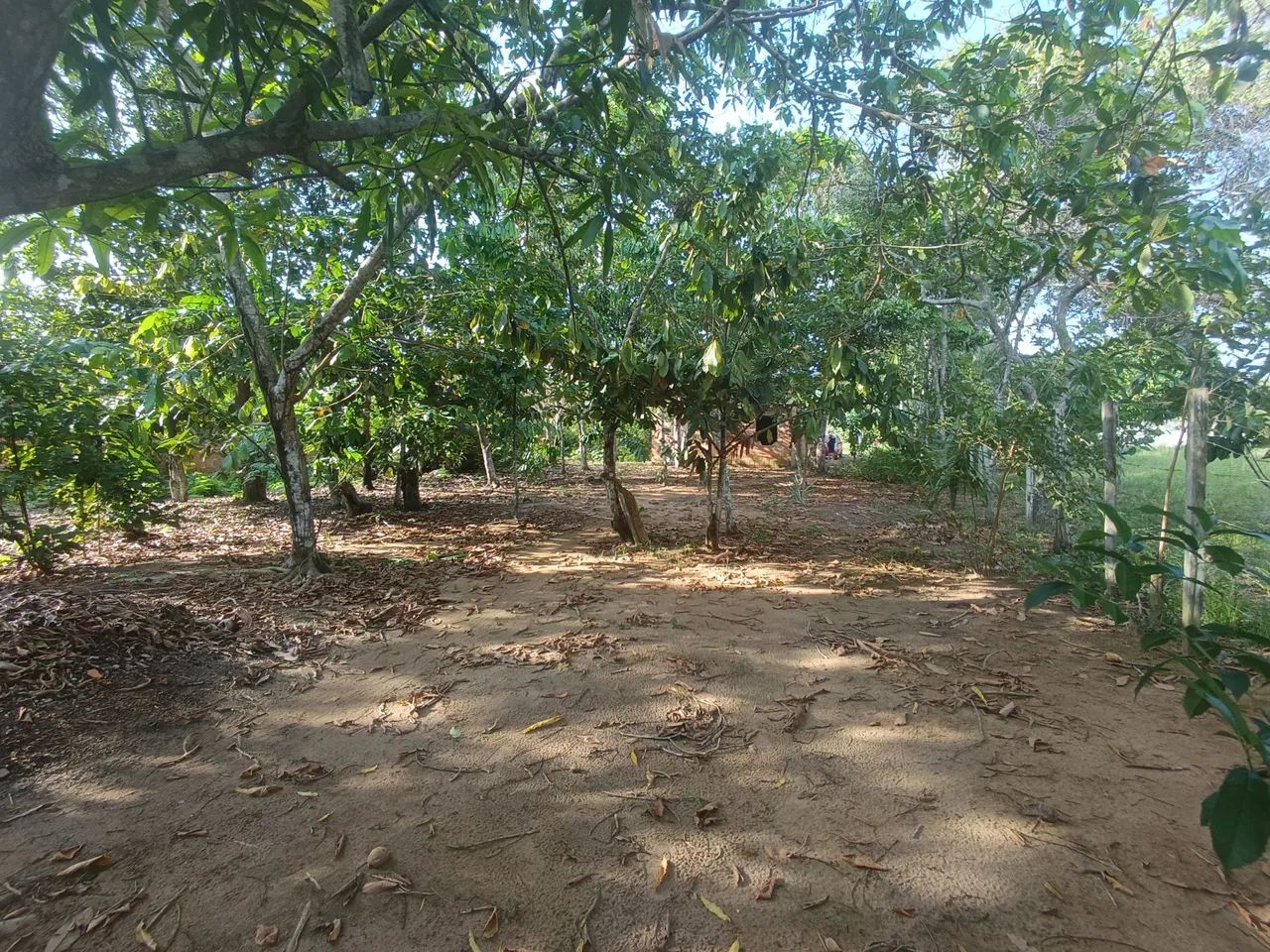 //Lote com 800 M2 em Açutuba  - Foto 2