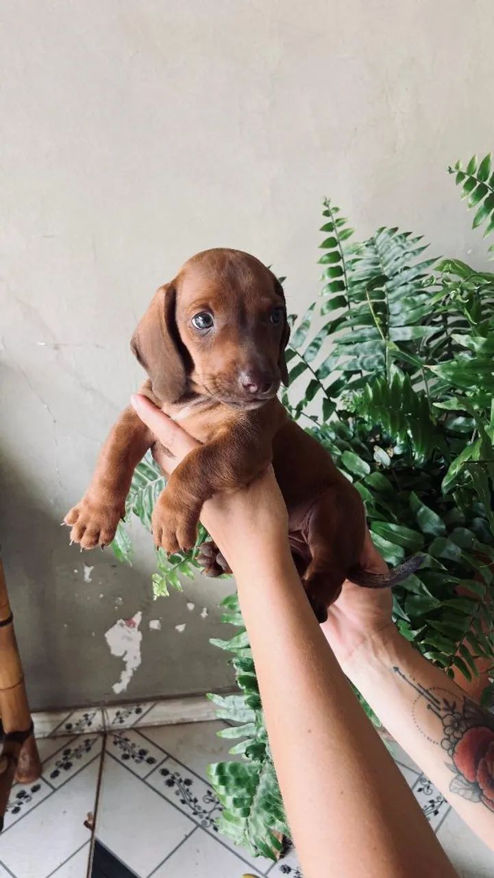 Filhotes dachshund macho