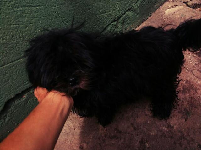 Shih Tzu