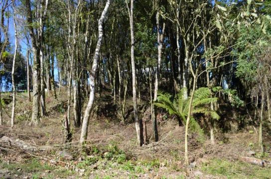 Terreno residencial à venda, floresta, gramado. - Foto 6