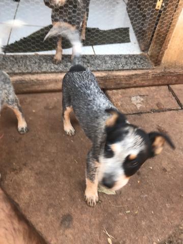 Filhotes Blue Heeler - Foto 4