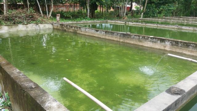 Sitio com Criação de Peixes