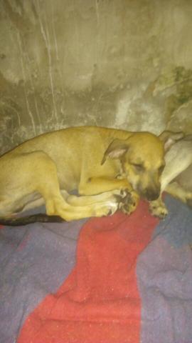Estou doando esses cachorro um macho uma fêmea