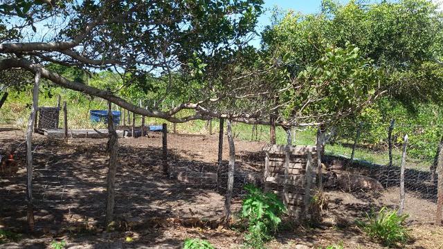 Granja na BR 101, 33 Hectares, 2 Rios, Casa Sede, 3 Baias, Poço, Pasto, Capim - Foto 15