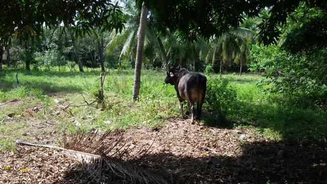 Granja Riachão 14.5 Hectares, 3 Baias, Aprisco, Cocheira, Poço, Casa sede e Morador - Foto 17