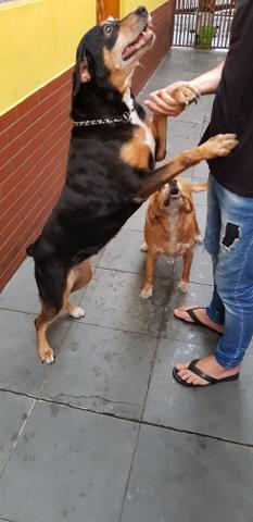 Rottweiler e SRD para doação - Foto 3