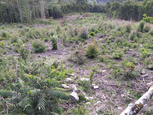 Terreno Rural - Foto 2