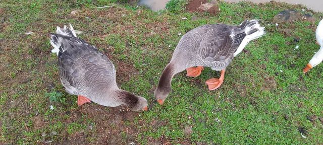 Casal de Gansos Franceses da Raça Toulouse  - Foto 4