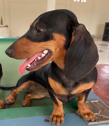 Lindas Filhotes puras (2 fêmeas) de Dachshund Arlequim (Basset/salsichinha). - Foto 6