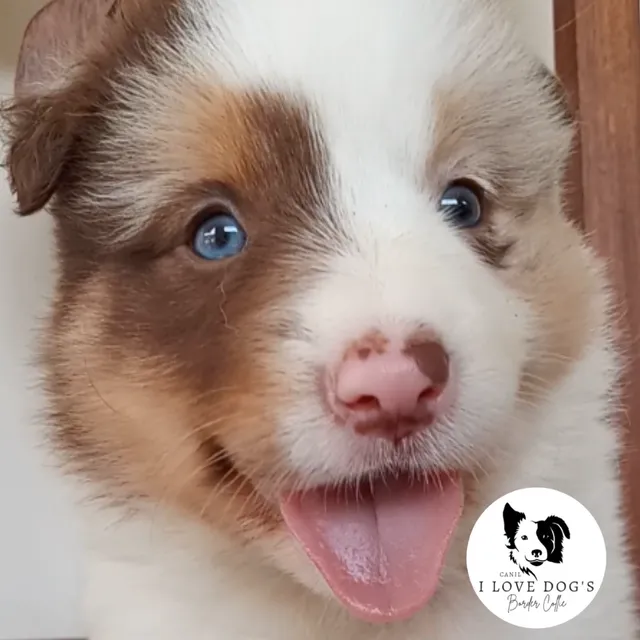 Linda ninhada de Border Collie Blue Merle tricolor