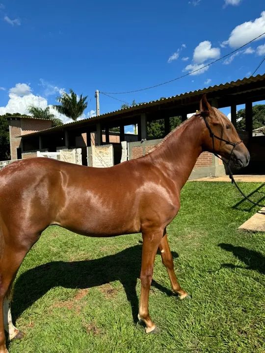 Potro Manga larga Paulista - Foto 4