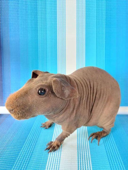 Promoção de Skinny Pigs - Foto 5