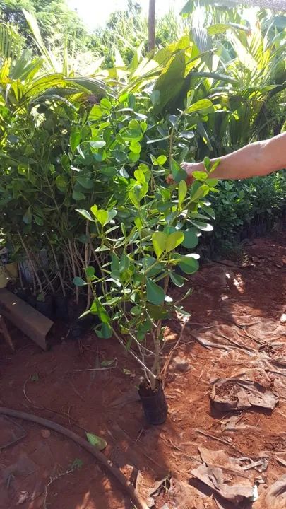 Mudas de cerca viva clusia *