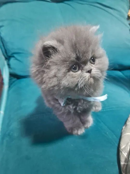 Persa cinza - Foto 6