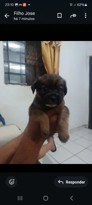 Filhotes disponível  - Foto 2