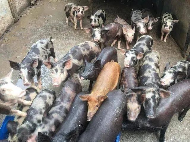 Porcos caipiras (criados com soro) - Foto 2