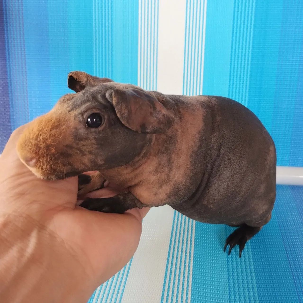 Promoção de Skinny Pigs - Foto 6