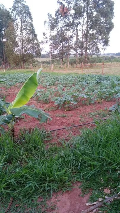 foto - Campo Grande - Jardim Montevidéu