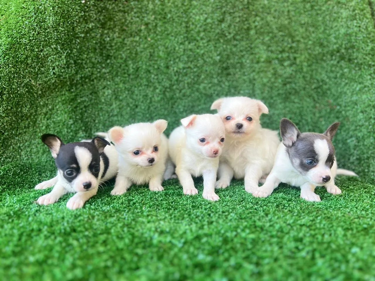 Chihuahua companheiro perfeito para qualquer lugar 