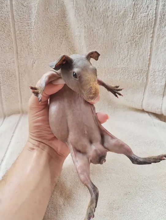 Promoção de Skinny Pigs