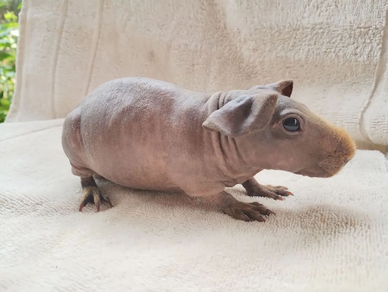 Promoção de Skinny Pigs - Foto 3