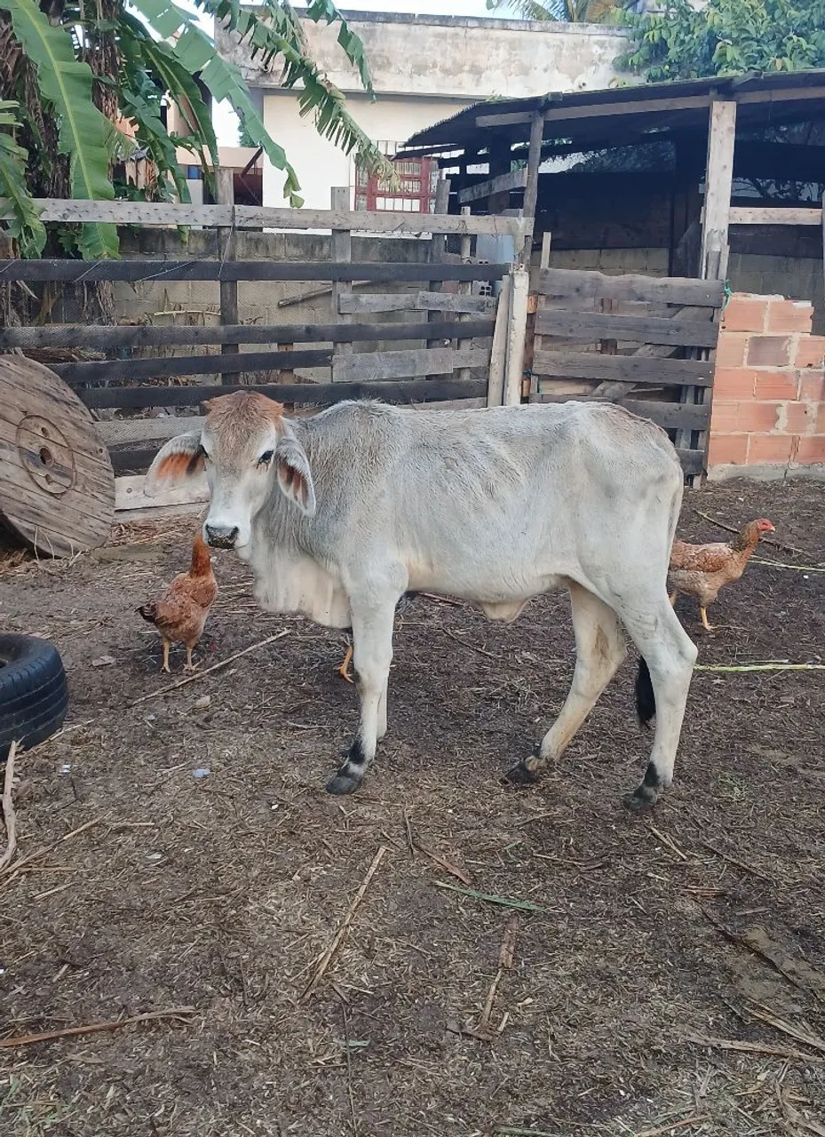 Vendo bezerra 