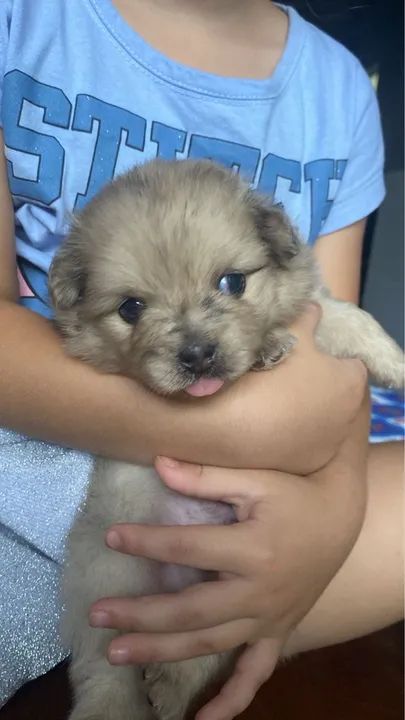 Spitz Alemão Macho - Foto 5