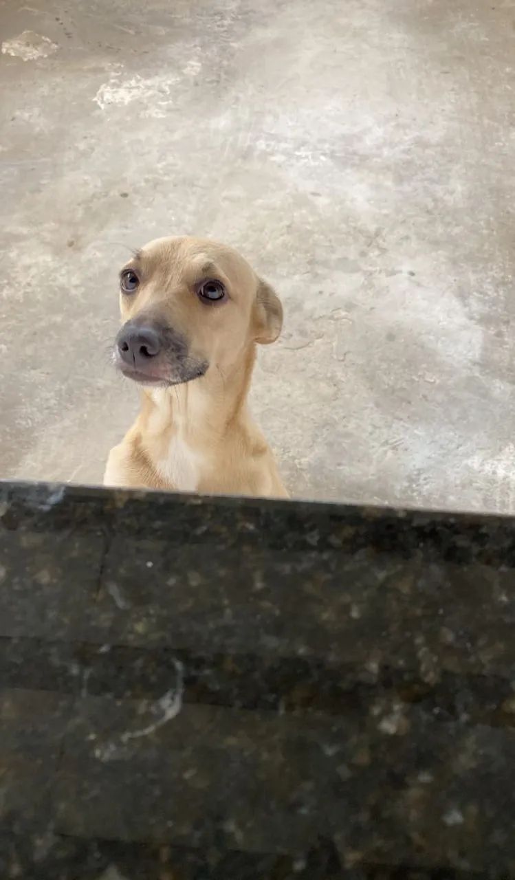 Adoção cachorro - Foto 3