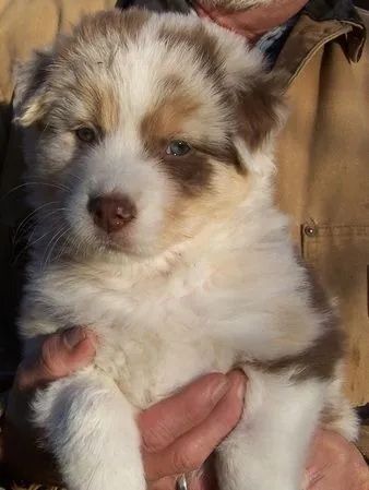 Cachorro de  Pastor Australiano 