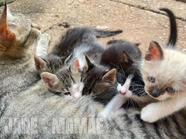 Gatinhos Adoráveis Procuram Lares Cheios de Amor! 