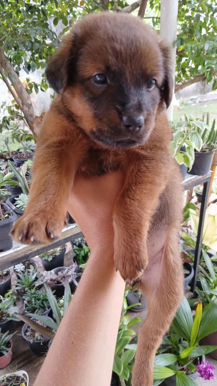 Doação Responsável . Estou doando esses filhotes pois moro de aluguel e não  posso  ficar.