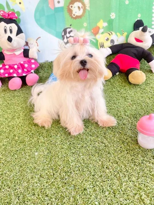 Maltês mini 4 meses com vacina completa 