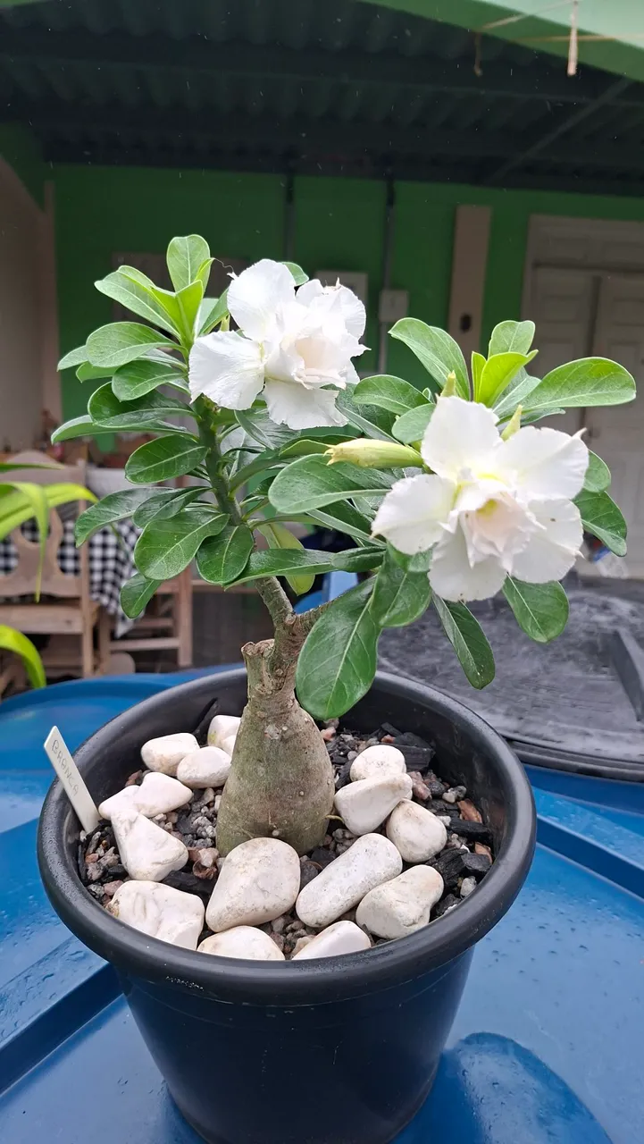 Rosa do Deserto Branca Florindo