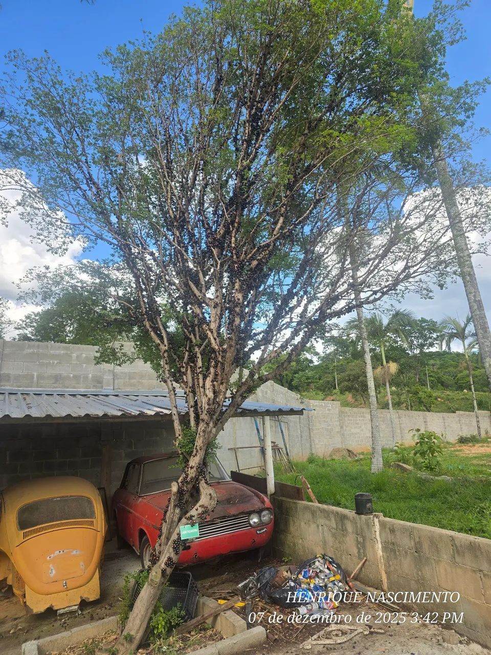 Pe de jabuticaba - Foto 3