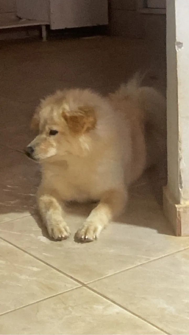 Cachorro lindo para adoção