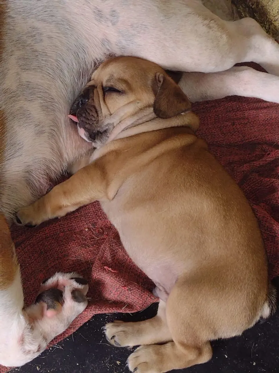 Bulldog Francês - Filhotes